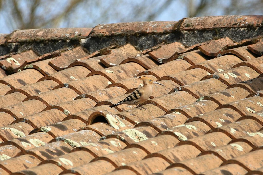 An untidy roof